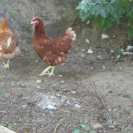 Les Hortensias 4 Etoiles Avec Piscine *