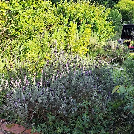 Les Hortensias 4 Etoiles Avec Piscine Frossay